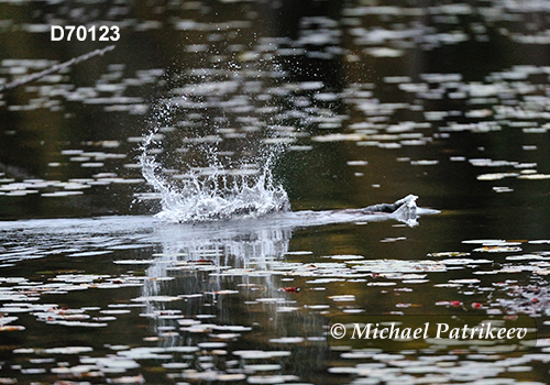 North American Beaver (Castor canadensis)